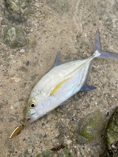 ヨスジフエダイの釣果