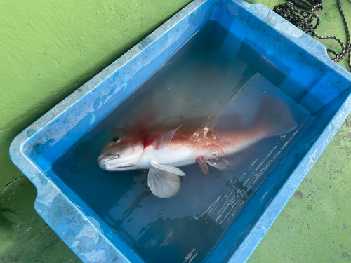 シロアマダイの釣果