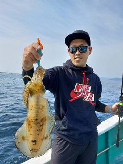 アオリイカの釣果