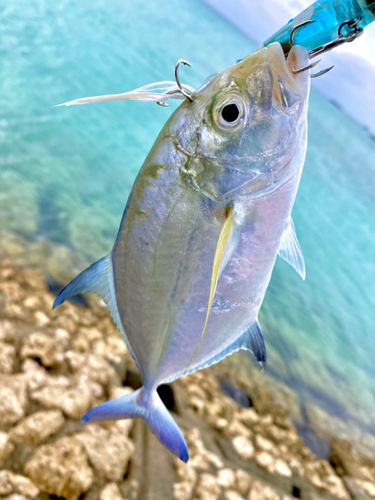 カスミアジの釣果