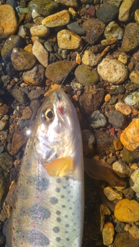 アマゴの釣果