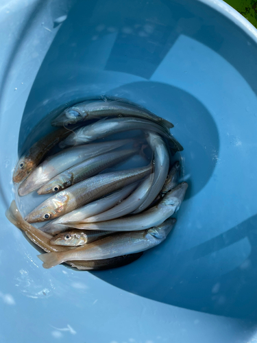 シロギスの釣果