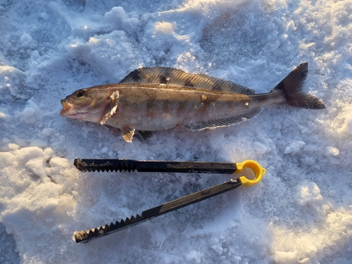 ホッケの釣果