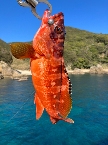 アカハタの釣果