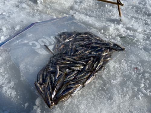 ワカサギの釣果