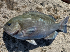 メジナの釣果