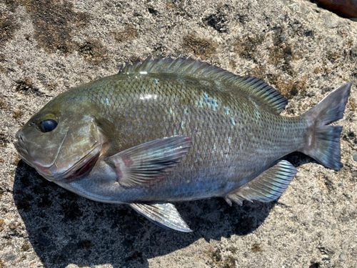 メジナの釣果