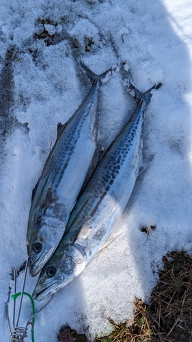 サゴシの釣果