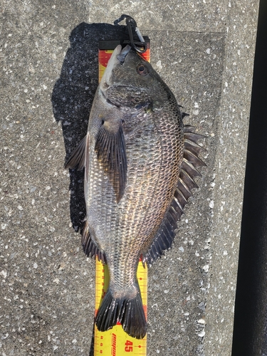 クロダイの釣果