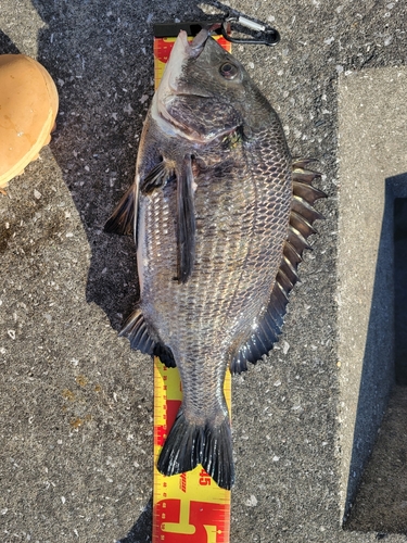 クロダイの釣果