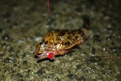 カサゴの釣果