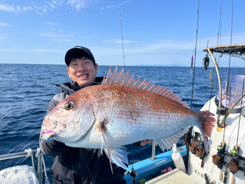 マダイの釣果