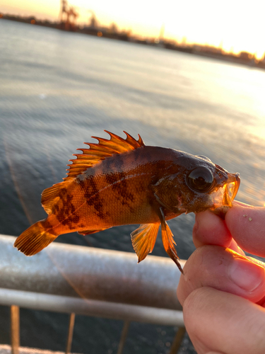 メバルの釣果