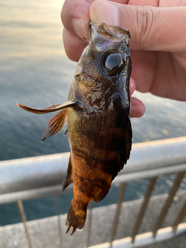 メバルの釣果