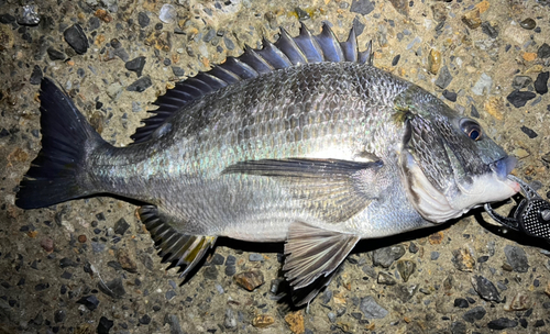 クロダイの釣果