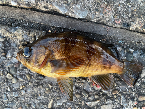 メバルの釣果