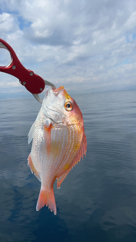 レンコダイの釣果