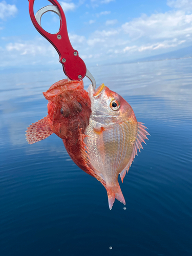 イズカサゴの釣果