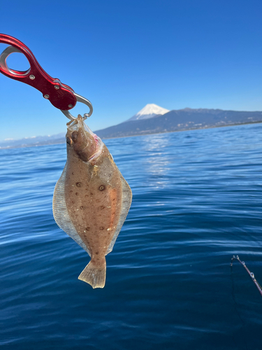 カレイの釣果