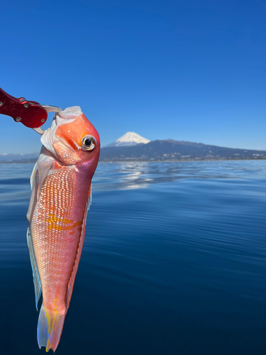 アマダイの釣果