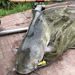 アメリカナマズの釣果