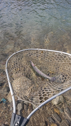 ニジマスの釣果