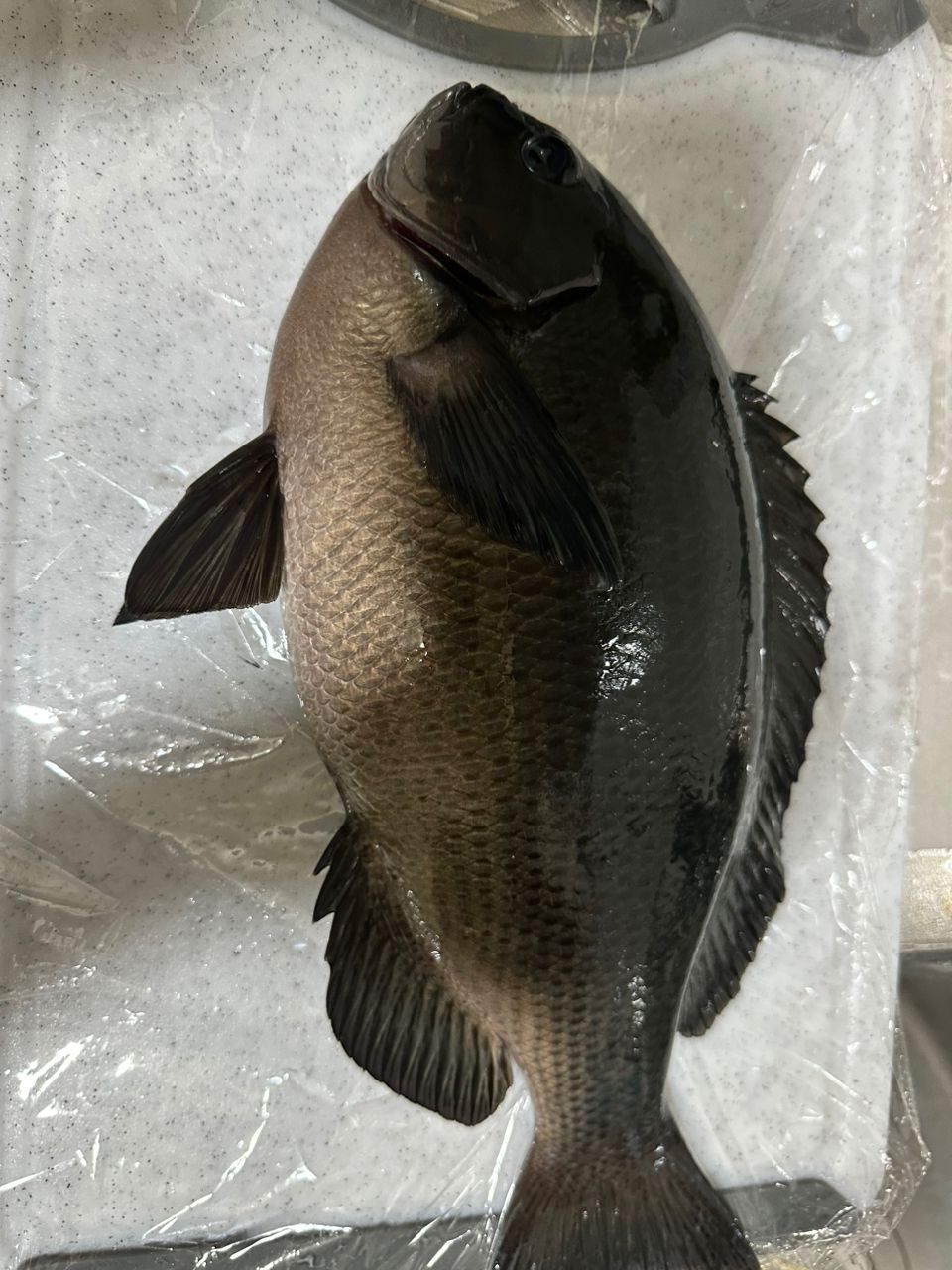 k_sugiさんの釣果 2枚目の画像