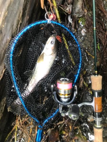 アメマスの釣果