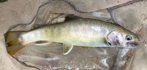 イワナの釣果