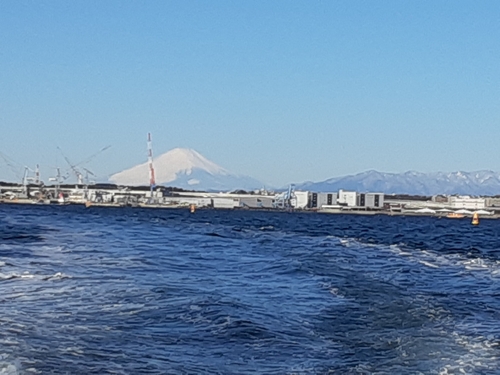 シロギスの釣果