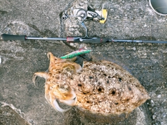 コブシメの釣果