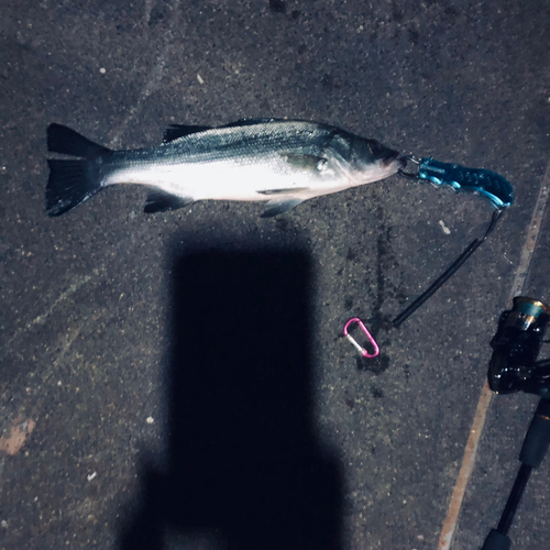 ハネ（ヒラスズキ）の釣果