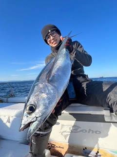 ビンチョウマグロの釣果