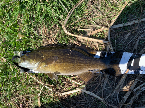 スモールマウスバスの釣果