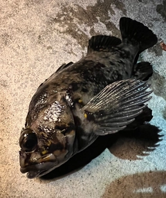 オウゴンムラソイの釣果