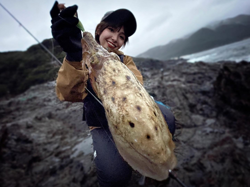 コブシメの釣果