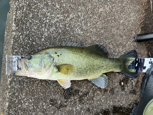 ブラックバスの釣果