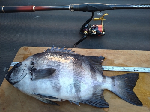 イシダイの釣果