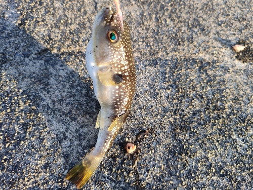 クサフグの釣果