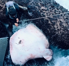 ホシエイの釣果