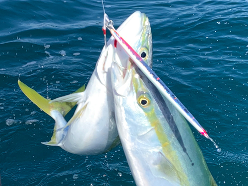 ヤズの釣果