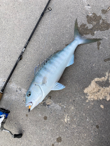 アオチビキの釣果