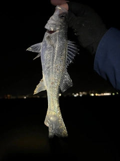 セイゴ（マルスズキ）の釣果