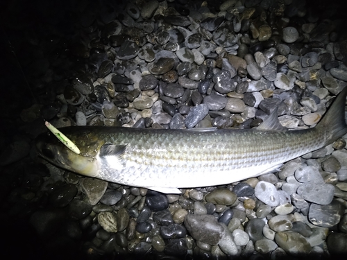 タチウオの釣果