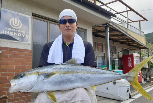 ヒラマサの釣果