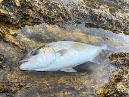 ネリゴの釣果