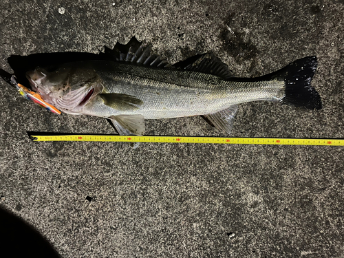 シーバスの釣果