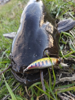 ナマズの釣果