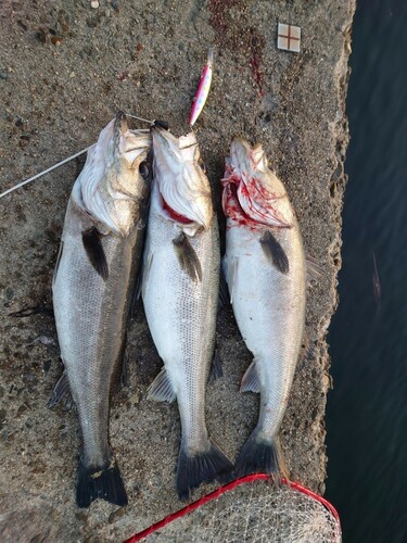 スズキの釣果