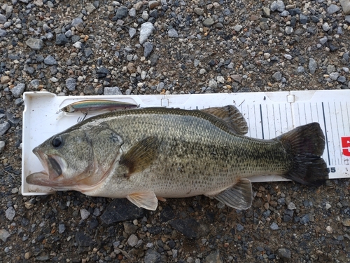 ラージマウスバスの釣果